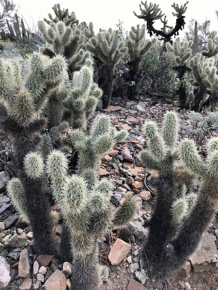 Cactus Garden at the Arizona-Sonoran Desert Museum