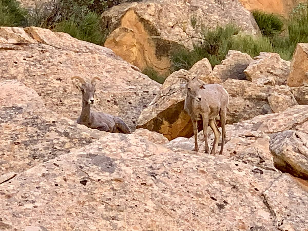 Mountain Goats in Capitol Reef National Park