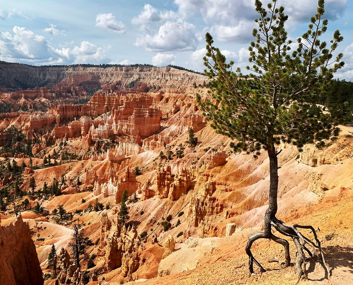 A tree walking the edge of the Bryce Canyon Amphitheater