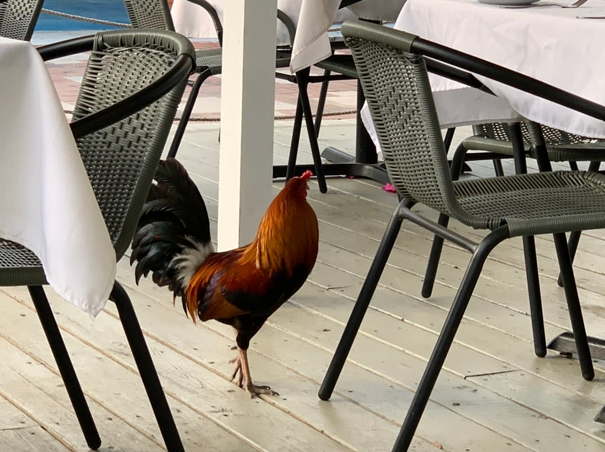 A rooster passes through our meal at 69 Restaurant and Bar in St Croix