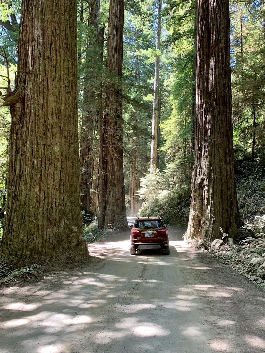 Howland Hills Road in Jedediah Smith Redwoods State Park