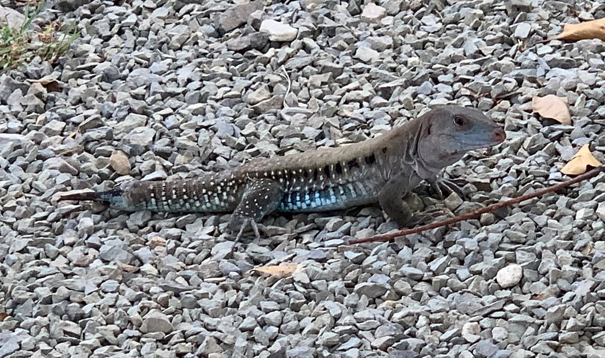 One of the ground lizards wandering around at Blues' Backyard BBQ and Grill in St Croix