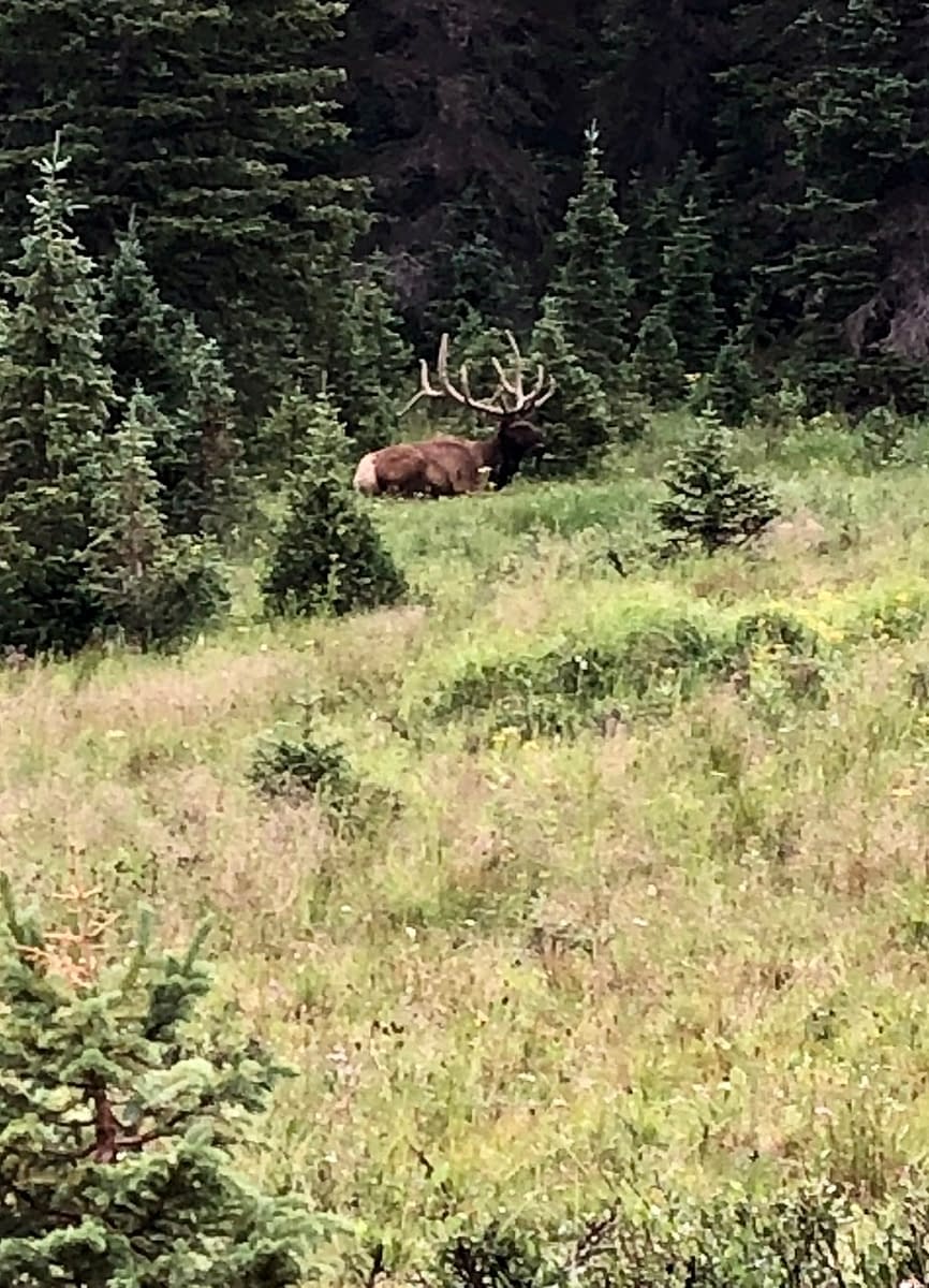 A large male elk spotted in Rocky Mountain National Park