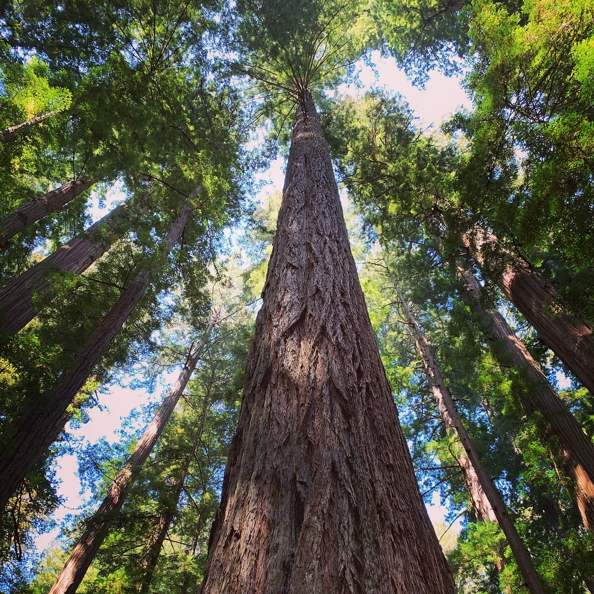 Looking up towards the redwood canopy in Stout Grove