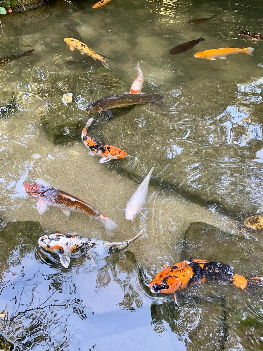 Coy Fish pond in Momijidani Park