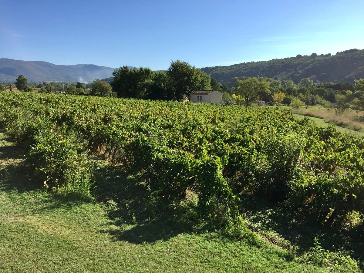 A vineyard on the property of Les Mas de Foncaudette