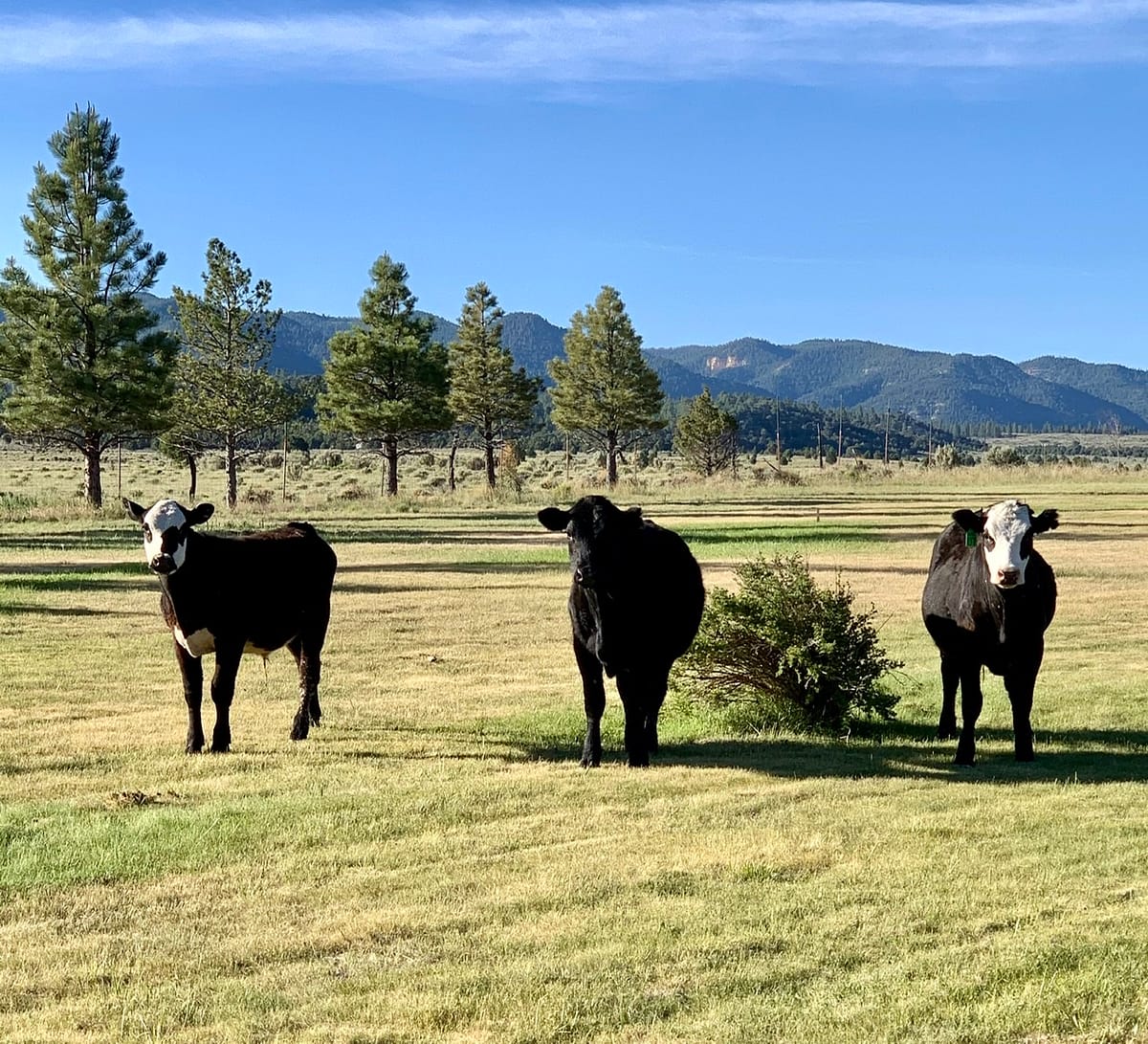 Cows grazing in a field at Sevier River Ranch in Hatch Utah.