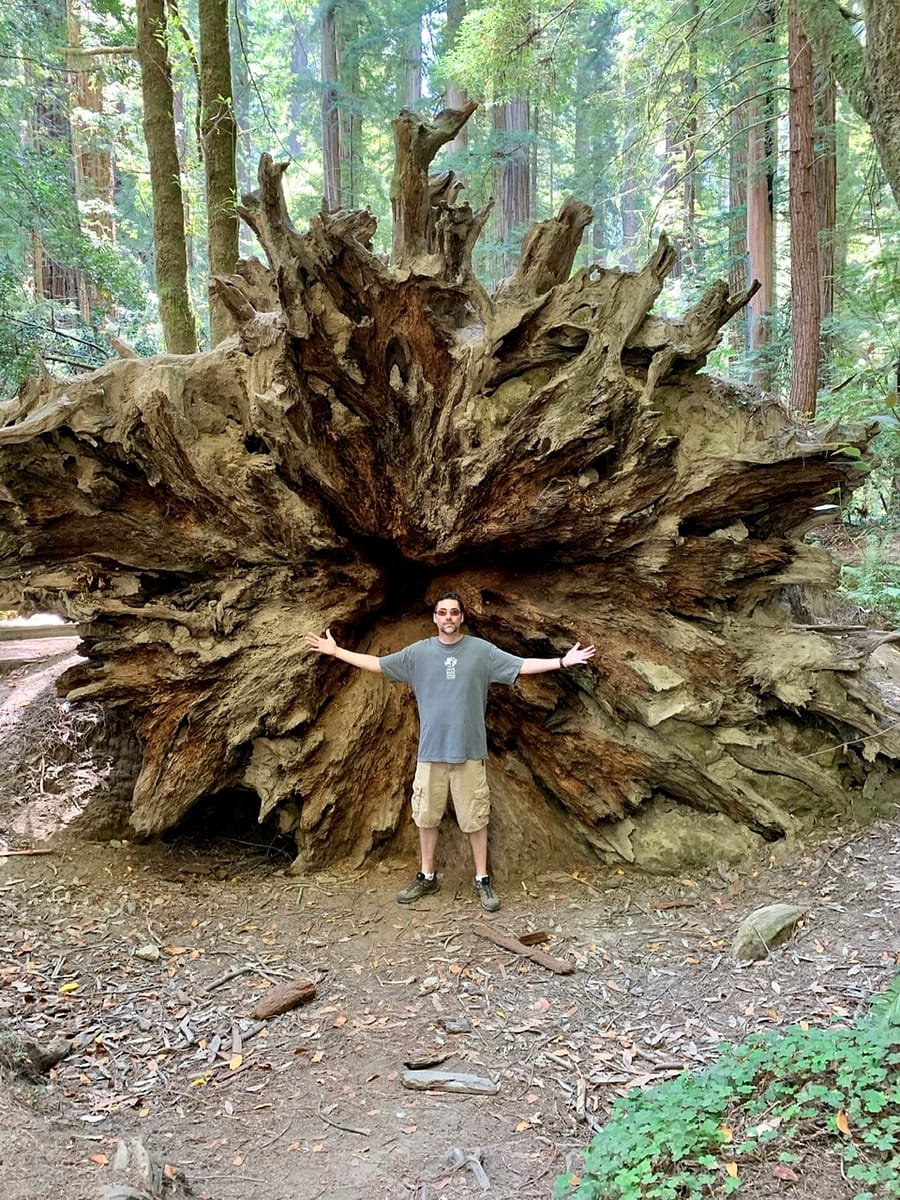 The Thorough Tripper standing next to overturned redwood tree