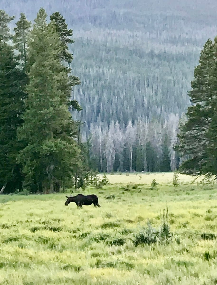 A female moose grazing in Rocky Mountain National Parl