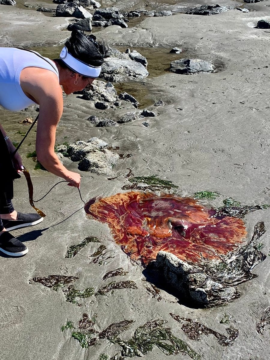 A large jellyfish on the beach in Oregon