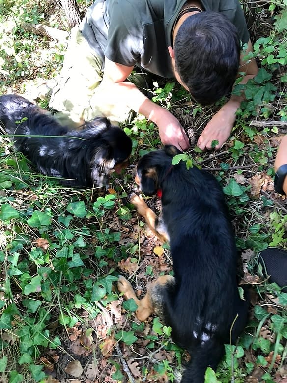 Dogs and guide digging up black truffles while truffle hunting with Prodan Tartufi - a great local tour in Buzet Croatia