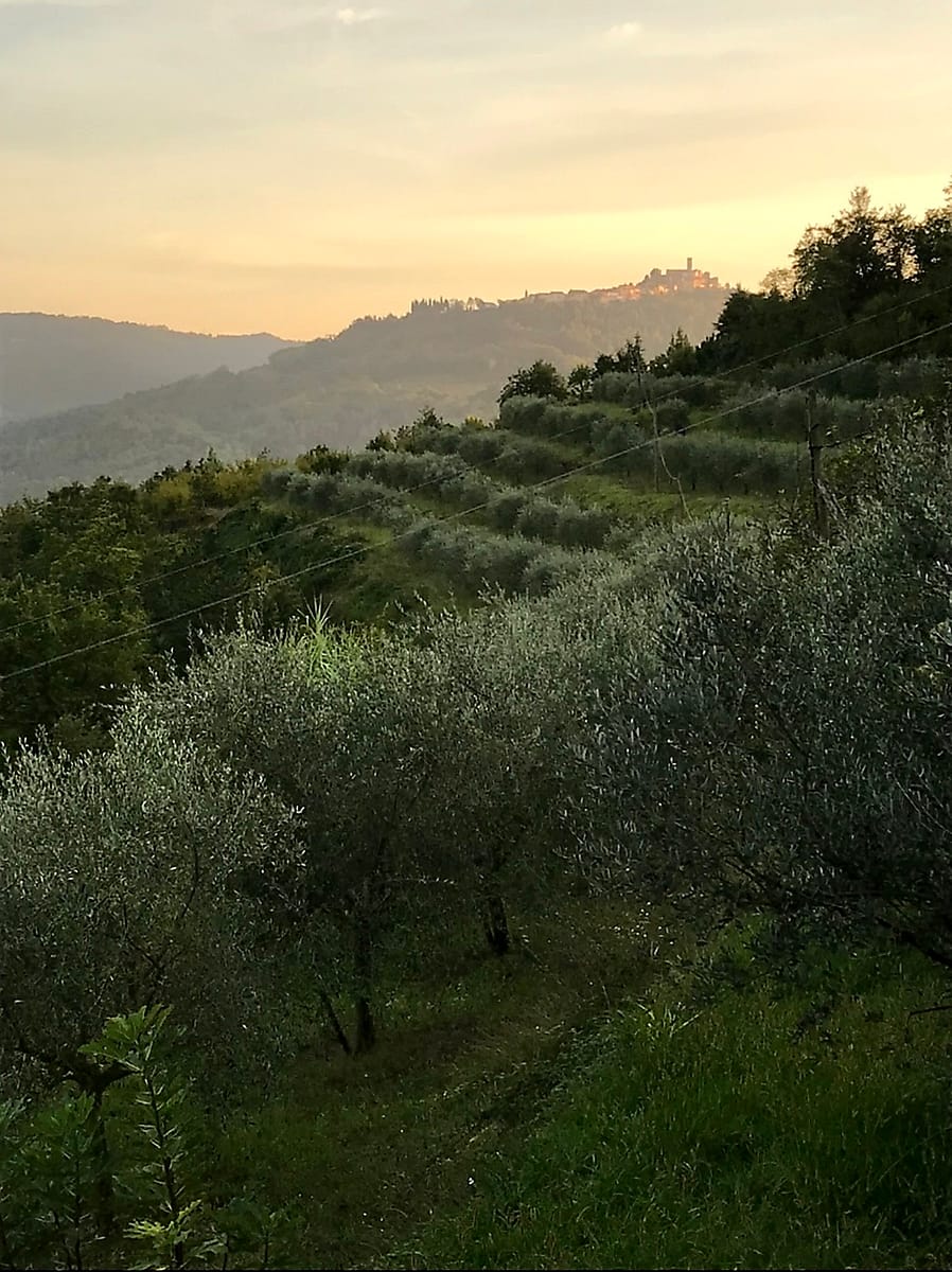 Sunset over Motovun Croatia with olive groves in the foreground