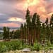 Majestic pines at sunset at Grand Lake Colorado