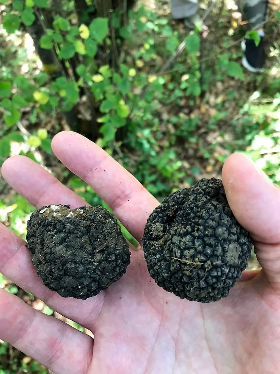 Freshly unearthed black truffles while on one of our funnest local tours -  truffle hunting with Prodan Tartufi