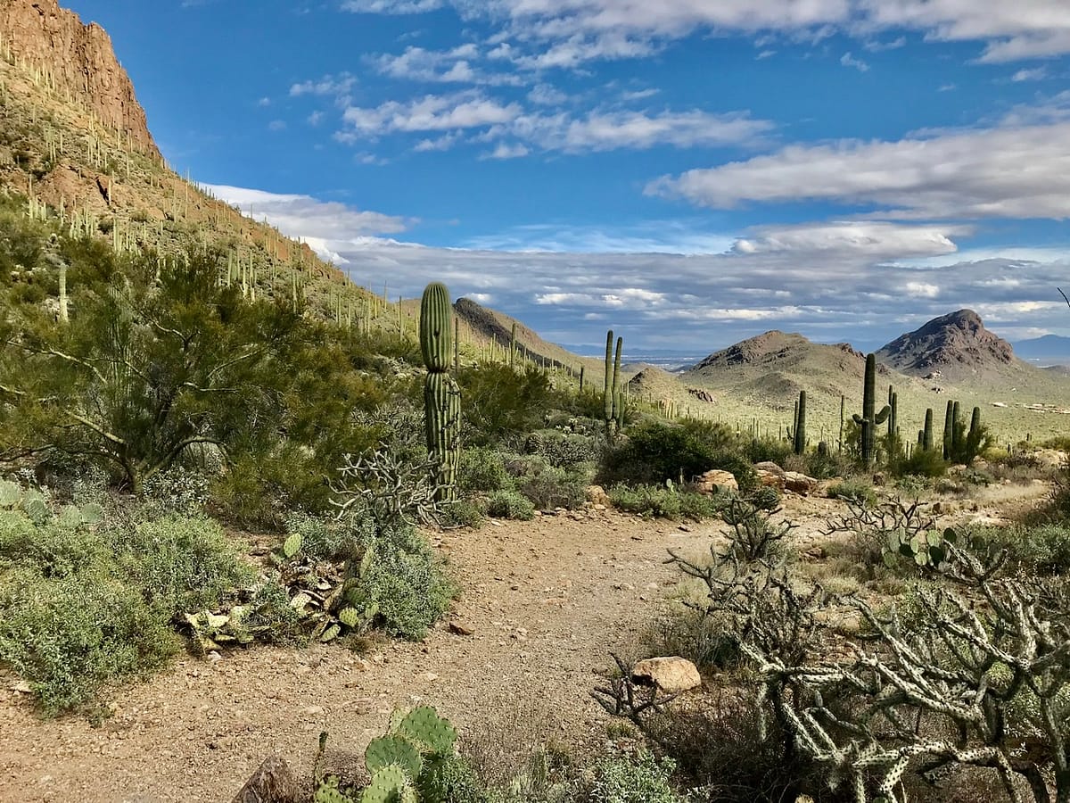 Vista in the Saguaro National Park near Tucson