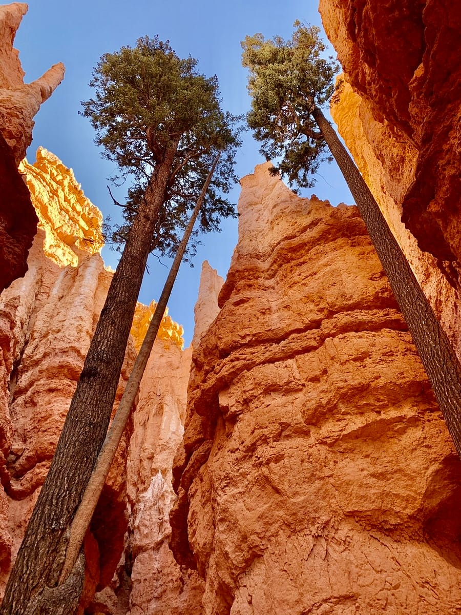 Pines growing up from the floor of Bryce Amphitheater near Wall Street